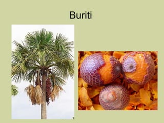 Buriti  