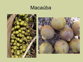 Macaúba  