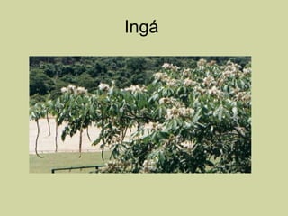Ingá  