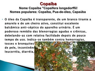 O óleo da Copaíba é transparente, de um branco tirante a amarelo e de um cheiro ativo, constitui excelente balsâmico anti-séptico do aparelho urinário. É um poderoso remédio das blenorragias agudas e crônicas, debelando-as com relativa facilidade depois de pouco tempo de uso. Indica-se também contra hemorragias, tosses e bronquites, doenças de origem sifilítica, moléstias de pele, incontinência das urinas, catarro da bexiga, leucorréia, diarréia, disenteria e urticária.  Copaíba Nome Copaíba "Copaifera longsdorffii! Nomes populares: Copaíba, Pua-de-óleo, Capaúba  
