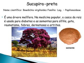 É uma árvore melífera. Na medicina popular, a casca da raiz é usada para diabetes e as sementes para sífilis, gota, reumatismo, febres, dermatoses e artrites. semente 
