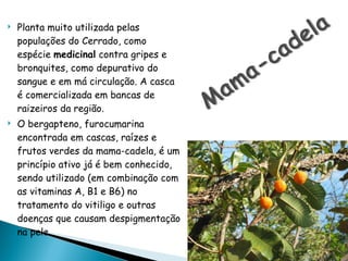 Planta muito utilizada pelas populações do Cerrado, como espécie  medicinal  contra gripes e bronquites, como depurativo do sangue e em má circulação. A casca é comercializada em bancas de raizeiros da região.  O bergapteno, furocumarina encontrada em cascas, raízes e frutos verdes da mama-cadela, é um princípio ativo já é bem conhecido, sendo utilizado (em combinação com as vitaminas A, B1 e B6) no tratamento do vitiligo e outras doenças que causam despigmentação na pele.  