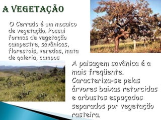 O Cerrado é um mosaico de vegetação. Possui formas de vegetação campestre, savânicas, florestais, veredas, mata de galeria, campos cerrado.  A paisagem savânica é a mais freqüente. Caracteriza-se pelas árvores baixas retorcidas e arbustos espaçados separados por vegetação rasteira.  