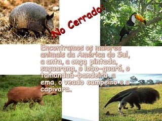 No Cerrado: 