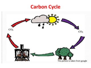 Carbon Cycle
 