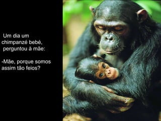 Um dia um chimpanzé bebé, perguntou à mãe: -Mãe, porque somos assim tão feios? 
