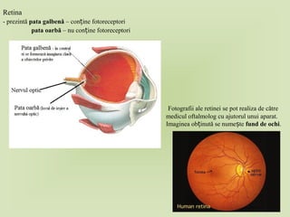 Retina
- prezintă pata galbenă – con ine fotoreceptoriț
pata oarbă – nu con ine fotoreceptoriț
Fotografii ale retinei se pot realiza de către
medicul oftalmolog cu ajutorul unui aparat.
Imaginea ob inută se nume teț ș fund de ochi.
 
