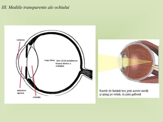 III. Mediile transparente ale ochiului
 