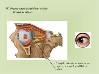 IV. Organe anexe ale globului ocular
Organele de mi careș
6 mu chi externi - se inseră cu unș
capăt pe sclerotică şi celălalt pe
orbită.
 