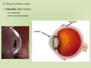 II. Tunicile globului ocular
1. Sclerotica (albul ochilor)
- rol de protec ieț
- anterior prezintă corneea
 