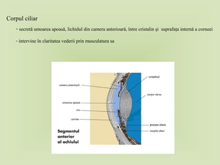 Corpul ciliar
- secretă umoarea apoasă, lichidul din camera anterioară, între cristalin şi suprafaţa internă a corneei
- intervine în claritatea vederii prin musculatura sa
 