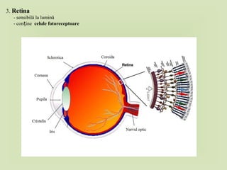 3. Retina
- sensibilă la lumină
- con ineț celule fotoreceptoare
 