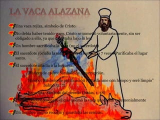 Una vaca rojiza, símbolo de Cristo. No debía haber tenido yugo. Cristo se sometió voluntariamente, sin ser obligado a ello, ya que no estaba bajo la ley. Un hombre sacrificaba la vaca (no el sacerdote) El sacerdote rociaba la sangre hacia el santuario 7 veces. Purificaba el lugar santo. El sacerdote añadía a la hoguera: Madera de cedro: Símbolo de incorrupción. Hisopo: Símbolo de purificación (“Purifícame con hisopo y seré limpio” Salmo 51: 7) Escarlata: Símbolo del pecado (Isaías, 1: 18) Tanto el sacerdote como el que quemó la vaca quedaban ceremonialmente inmundos. Un hombre limpio recogía y guardaba las cenizas. 1 2 3 4 5 6 7 