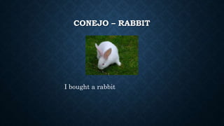 CONEJO – RABBIT
I bought a rabbit
 