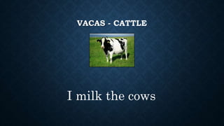 VACAS - CATTLE
I milk the cows
 
