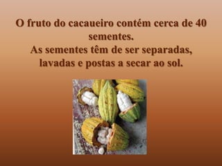O fruto do cacaueiro contém cerca de 40
               sementes.
   As sementes têm de ser separadas,
     lavadas e postas a secar ao sol.
 