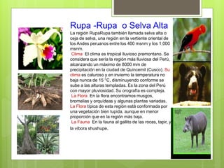 Rupa Rupa Mapa Ocho regiones del PERU - LAS CUALES FUERON CREADAS POR UN GEOLOGO | PPTX