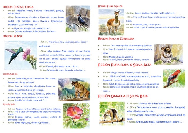 Regiones naturales de Perú: clima, relieve, flora y fauna | PPT