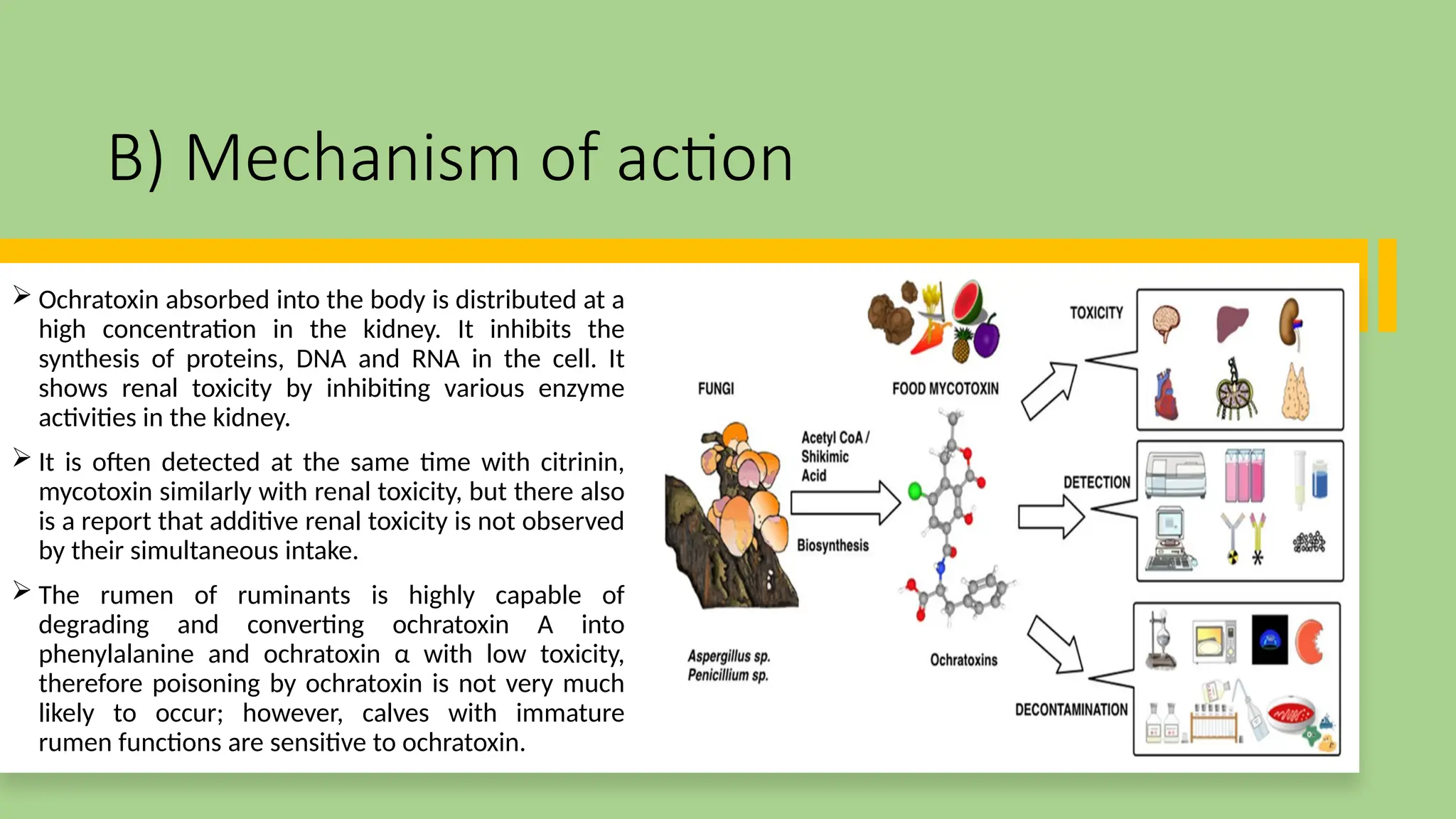 Ochratoxin: a foodborne mycotoxin by Jahnvi | PPTX