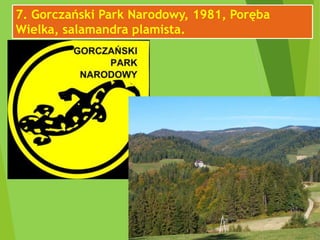 7. Gorczański Park Narodowy, 1981, Poręba
Wielka, salamandra plamista.
 