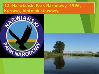 12. Narwiański Park Narodowy, 1996,
Kurowo, błotniak stawowy.
 