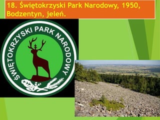 18. Świętokrzyski Park Narodowy, 1950,
Bodzentyn, jeleń.
 