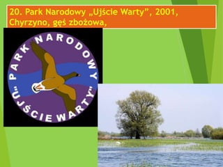 20. Park Narodowy „Ujście Warty”, 2001,
Chyrzyno, gęś zbożowa,
 