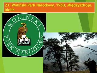 23. Woliński Park Narodowy, 1960, Międzyzdroje,
bielik
 