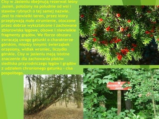 Cisy w Jasieniu obejmują rezerwat leśny
Jasień, położony na południe od wsi i
stawów rybnych o tej samej nazwie.
Jest to niewielki teren, przez który
przepływają małe strumienie, otoczone
przez dobrze wykształcone i zachowane
zbiorowiska łęgowe, olsowe i niewielkie
fragmenty grądów. We florze obszaru
zwracają uwagę gatunki o charakterze
górskim, między innymi: świerząbek
orzęsiony, widłak wroniec, liczydło
górskie. Cisy w jasieniu mają istotne
znaczenie dla zachowania płatów
siedliska przyrodniczego łęgów i grądów
z udziałem chronionego gatunku - cisa
pospolitego.
 