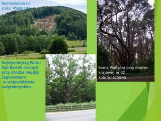 Kamieniołom na
stoku Wapniarki
Sosna Waligóra przy drodze
krajowej nr 32
koło Sulechowa
Najsłynniejszy Polski
Dąb Bartek rosnący
przy drodze między
Zagnańskiem
w województwie
świętokrzyskim.
 