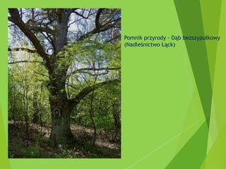 Pomnik przyrody - Dąb bezszypułkowy
(Nadleśnictwo Łąck)
 