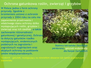 Ochrona gatunkowa roślin, zwierząt i grzybów
W Polsce jedna z form ochrony
przyrody. Zgodnie z
brzmieniem ustawa o ochronie
przyrody z 2004 roku na celu ma
zapewnienie przetrwania i
właściwego stanu ochrony dziko
występujących roślin, grzybów i
zwierząt oraz ich siedlisk, a także
zachowanie różnorodności
gatunkowej i genetycznej. Ochrona
ta dotyczy gatunków rzadko
występujących, endemicznych
podatnych na zagrożenia i
zagrożonych wyginięciem oraz
objętych ochroną na podstawie
umów międzynarodowych.
Skalnica tatrzańska (Saxifraga
perdurans), gatunek endemiczny
dla Karpat Zachodnich
*Endemit - gatunek, występujący na niewielkim obszarze lub nawet pojedynczym
stanowisku
 