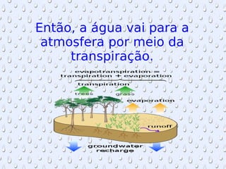 Então, a água vai para a atmosfera por meio da transpiração. 