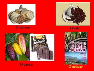 O café O tabaco O cacau O açúcar  