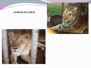ANIMAIS DE CIRCO