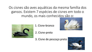 Os cisnes são aves aquáticas da mesma família dos
gansos. Existem 7 espécies de cisnes em todo o
mundo, os mais conhecidos são o:
1. Cisne-branco
2. Cisne-preto
3. Cisne de pescoço preto
 