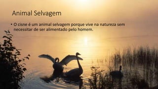 Animal Selvagem
• O cisne é um animal selvagem porque vive na natureza sem
necessitar de ser alimentado pelo homem.
 