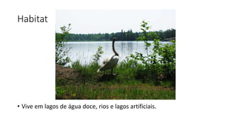 Habitat
• Vive em lagos de água doce, rios e lagos artificiais.
 