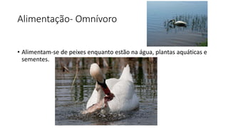 Alimentação- Omnívoro
• Alimentam-se de peixes enquanto estão na água, plantas aquáticas e
sementes.
 
