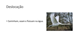 Deslocação
• Caminham, voam e flutuam na água.
 
