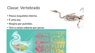 Classe: Vertebrado
• Possui esqueleto interno.
• É uma ave.
• Respira por pulmões.
• Tem o corpo coberto por penas
 