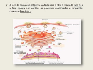  A face do complexo golgiense voltada para o REG é chamada face cis e
a face oposta que contém as proteínas modificadas e empacotas
chama-se face trans;
 