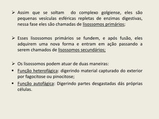  Assim que se soltam do complexo golgiense, eles são
pequenas vesículas esféricas repletas de enzimas digestivas,
nessa fase eles são chamadas de lisossomos primários;
 Esses lisossomos primários se fundem, e após fusão, eles
adquirem uma nova forma e entram em ação passando a
serem chamados de lisossomos secundários;
 Os lisossomos podem atuar de duas maneiras:
 Função heterofágica: digerindo material capturado do exterior
por fagocitose ou pinocitose;
 Função autofágica: Digerindo partes desgastadas dás próprias
células.
 