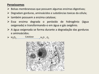 Peroxissomos
 Bolsas membranosas que possuem algumas enzimas digestivas;
 Degradam gorduras, aminoácidos e substâncias toxicas da célula;
 também possuem a enzima catalase;
 Essa enzima degrada o peróxido de hidrogênio (água
oxigenada) e transformando-o em água e gás oxigênio.
 A água oxigenada se forma durante a degradação das gorduras
e aminoácidos.
 H2O2 H2O + O2
Catalase
 