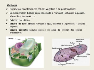 Vacúolos
 Organela encontrada em células vegetais e de protozoários;
 Compreendem bolsas cujo conteúdo é variável (soluções aquosas,
alimentos, enzimas....);
 Existem dois tipos:
 Vacúolo de suco celular: Armazena água, enzimas e pigmentos – Células
Vegetais;
 Vacúolo contrátil: Expulsa excesso de água do interior das células –
protozoários.
 