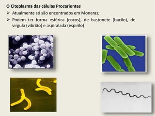 O Citoplasma das células Procariontes
 Atualmente só são encontrados em Moneras;
 Podem ter forma esférica (cocos), de bastonete (bacilo), de
virgula (vibrião) e aspiralada (espirilo)
 