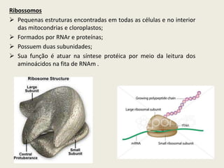 Ribossomos
 Pequenas estruturas encontradas em todas as células e no interior
das mitocondrias e cloroplastos;
 Formados por RNAr e proteínas;
 Possuem duas subunidades;
 Sua função é atuar na síntese protéica por meio da leitura dos
aminoácidos na fita de RNAm .
 