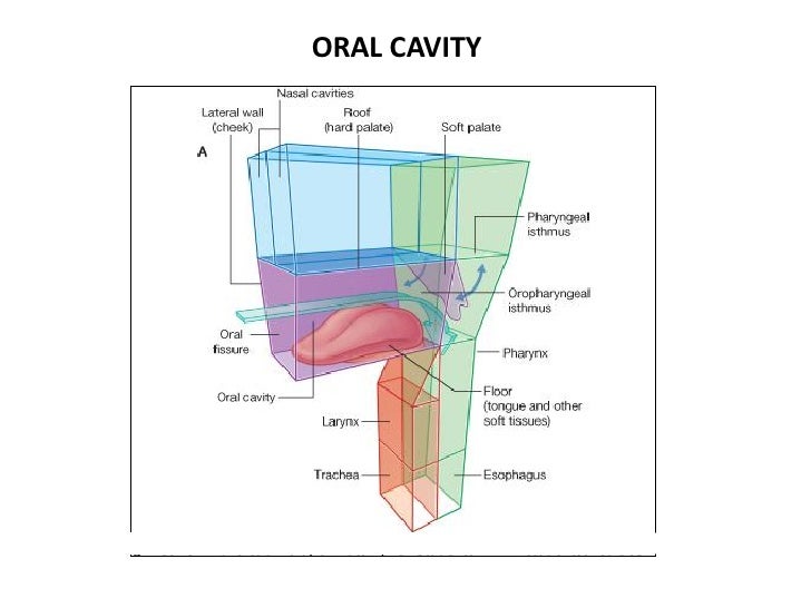 Oral Cavity The divisions and Boundaries