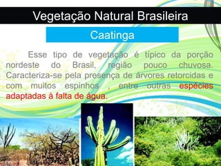 Vegetação Natural Brasileira
Caatinga
Esse tipo de vegetação é típico da porção
nordeste do Brasil, região pouco chuvosa.
Caracteriza-se pela presença de árvores retorcidas e
com muitos espinhos , entre outras espécies
adaptadas à falta de água.
 