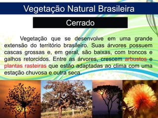 Vegetação Natural Brasileira
Cerrado
Vegetação que se desenvolve em uma grande
extensão do território brasileiro. Suas árvores possuem
cascas grossas e, em geral, são baixas, com troncos e
galhos retorcidos. Entre as árvores, crescem arbustos e
plantas rasteiras que estão adaptadas ao clima com uma
estação chuvosa e outra seca.
 